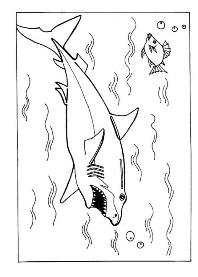 Shark Coloring Pages Printable - Printable World Holiday