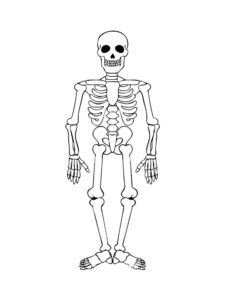 Free Printable Skeleton Coloring Pages For Kids