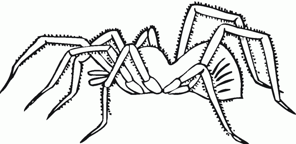 Featured image of post Spider Coloring Pages To Print