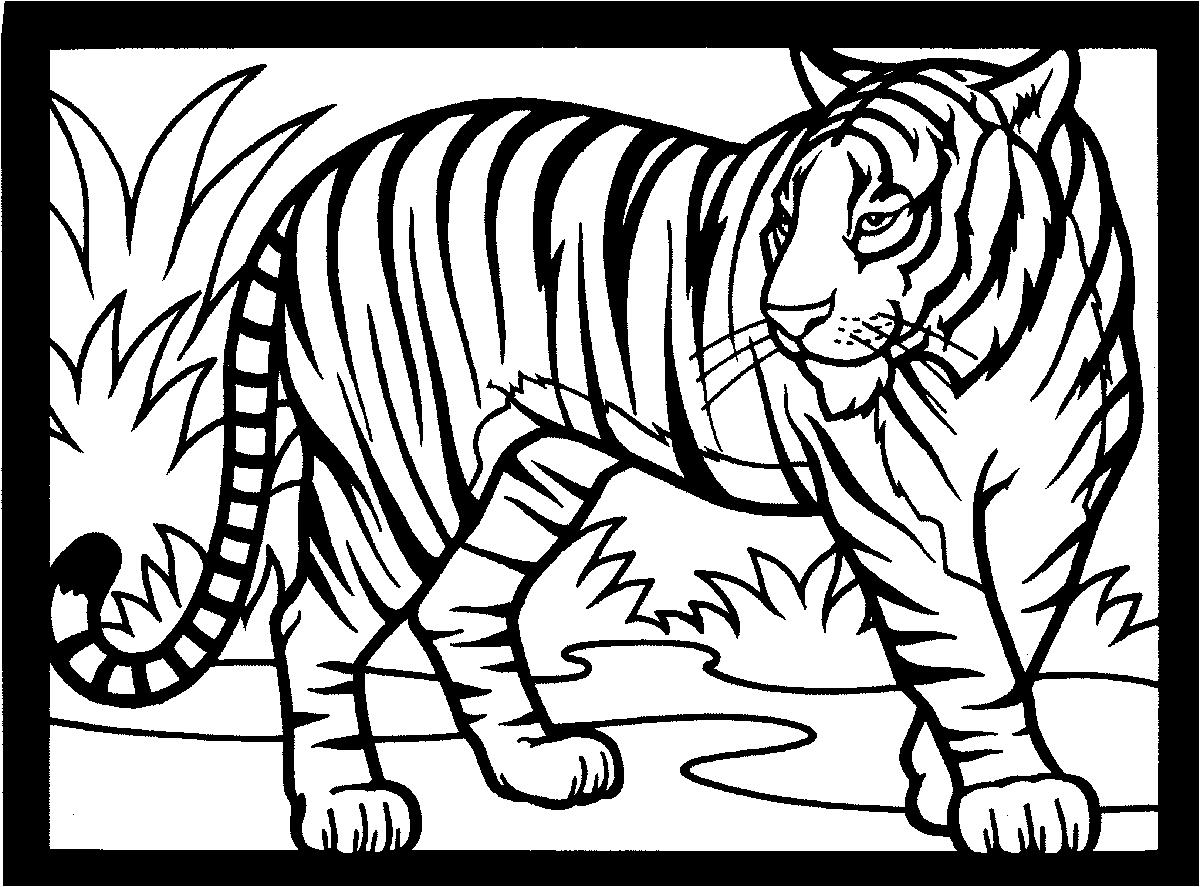 Tiger Coloring Pictures 5