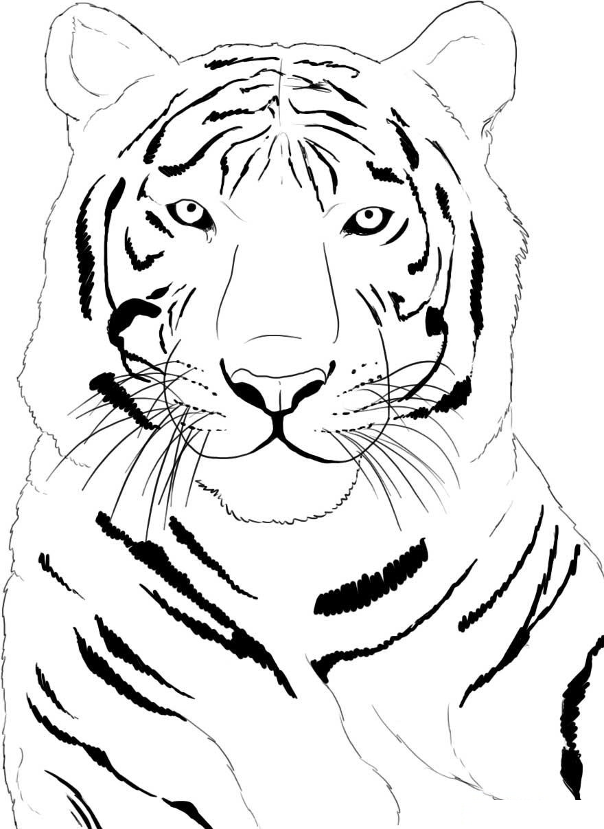 baby tiger pictures to color