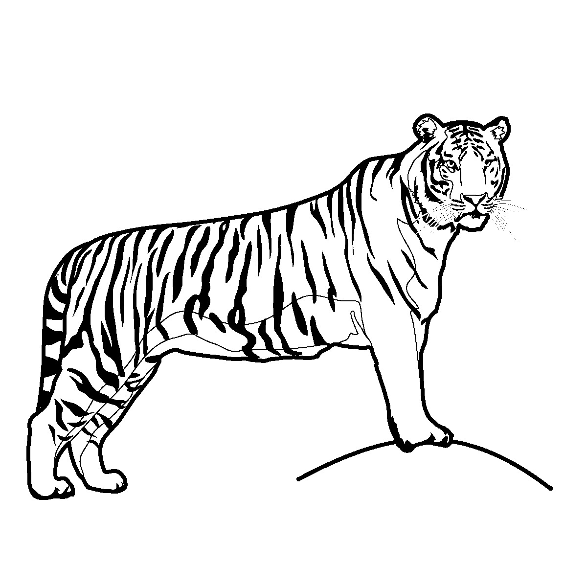 free-printable-tiger-coloring-pages-for-kids