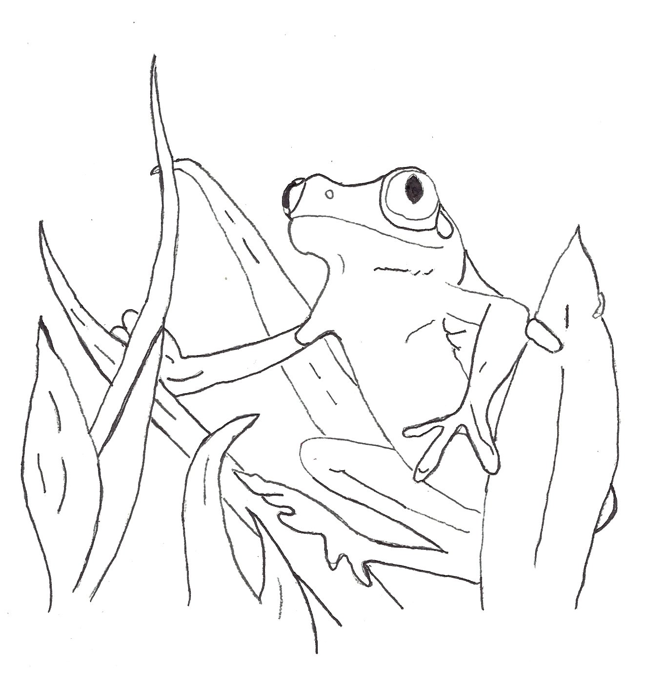 realistic tree frog coloring pages