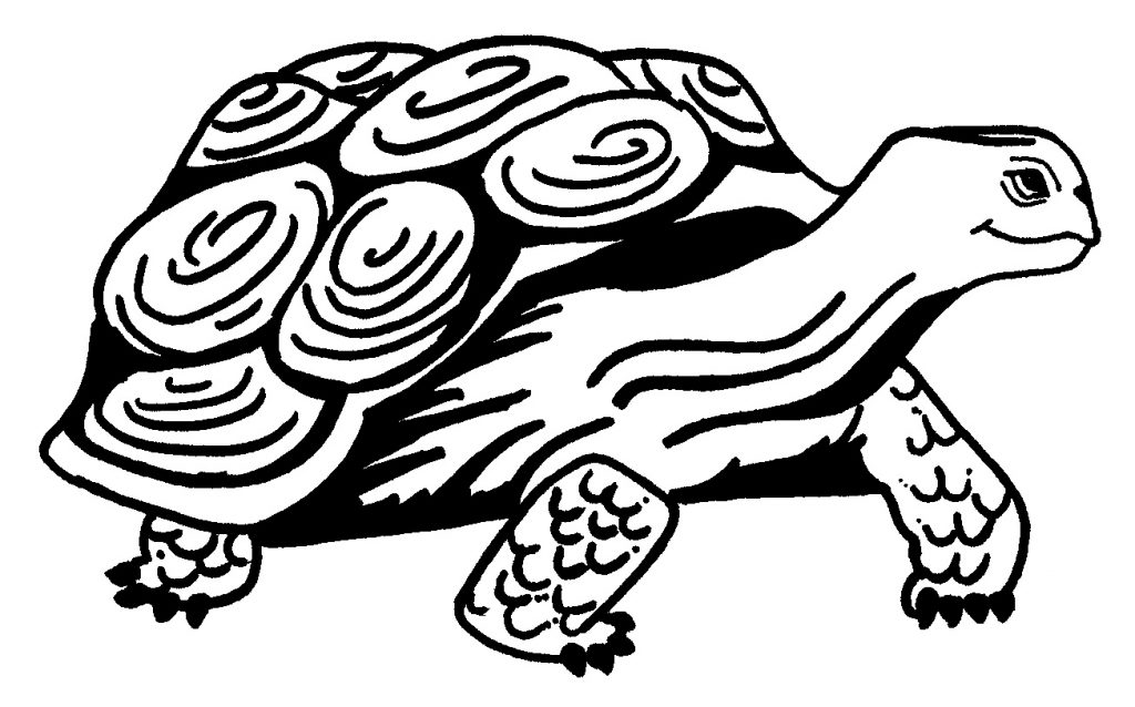 Realistic Turtle Coloring Pages Coloring Pages