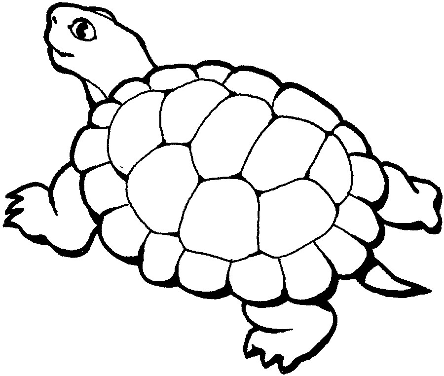Free Printable Turtle Coloring Pages For Kids - free printable turtle ...