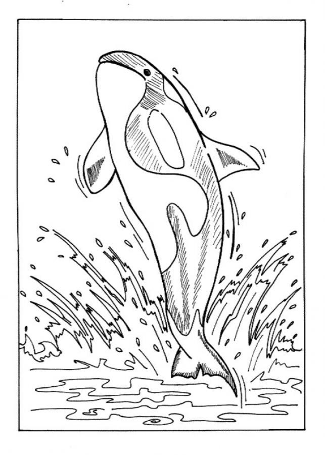 whale-printable-coloring-pages