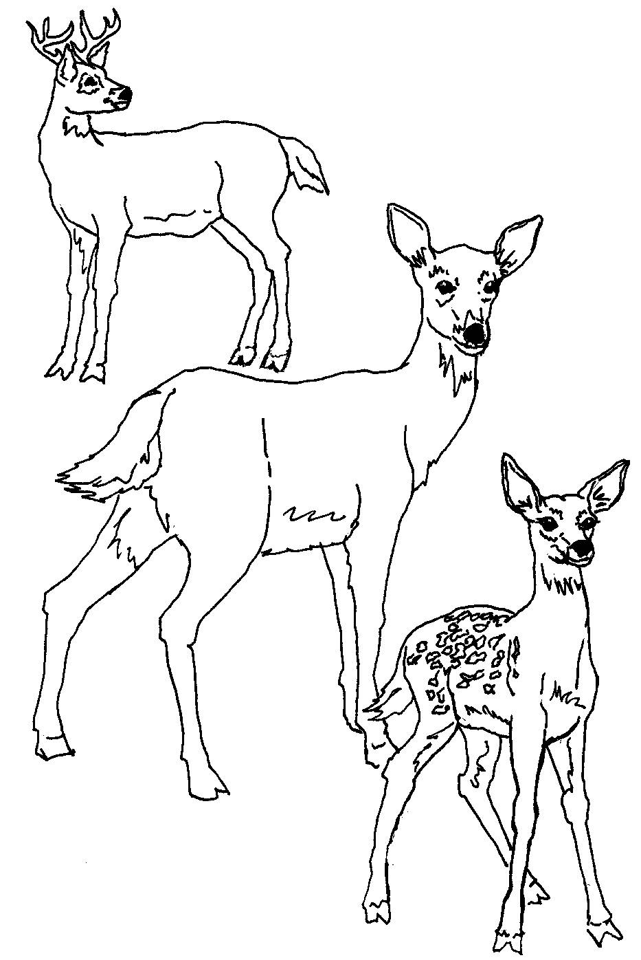 Free Printable Deer Coloring Pages - Printable World Holiday