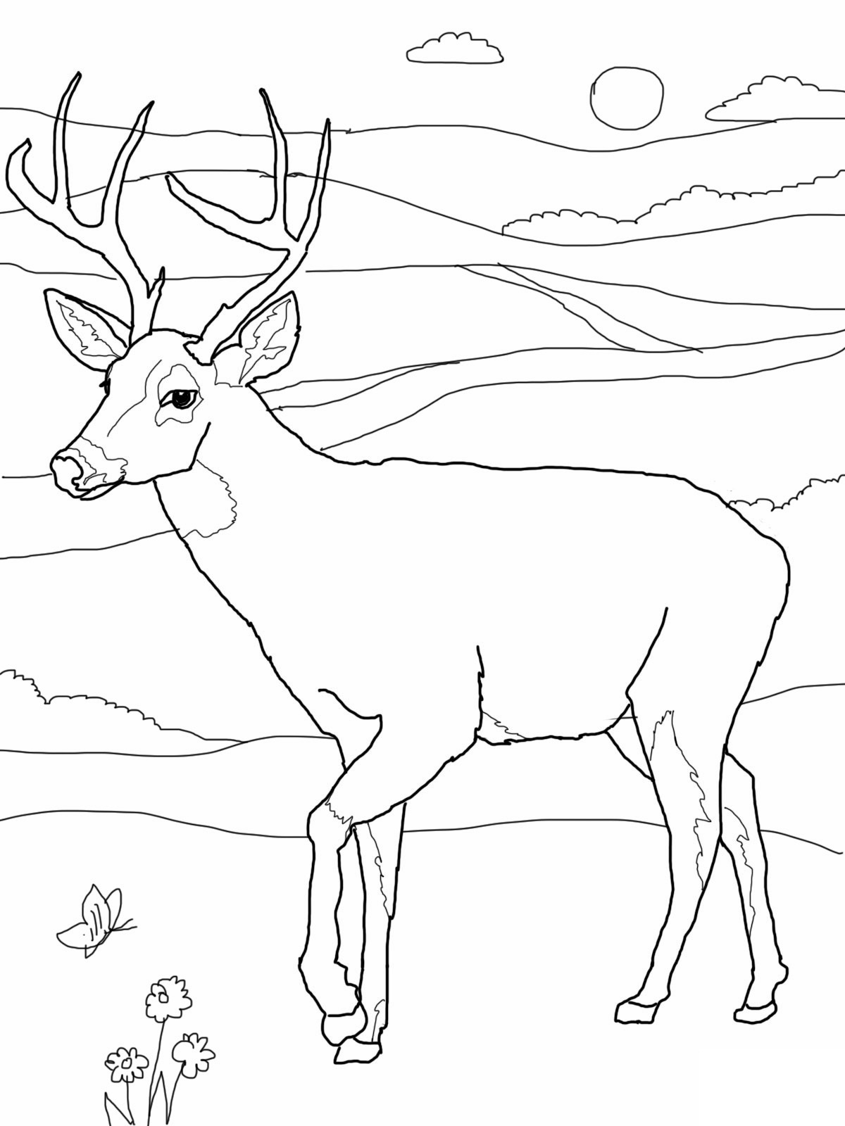 Whitetail Deer Coloring Pages 1