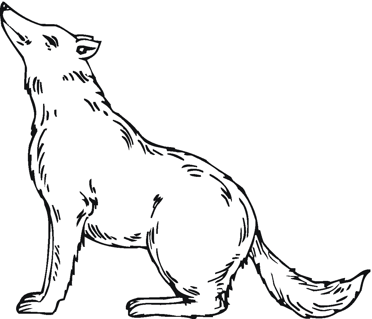 arctic wolf coloring page