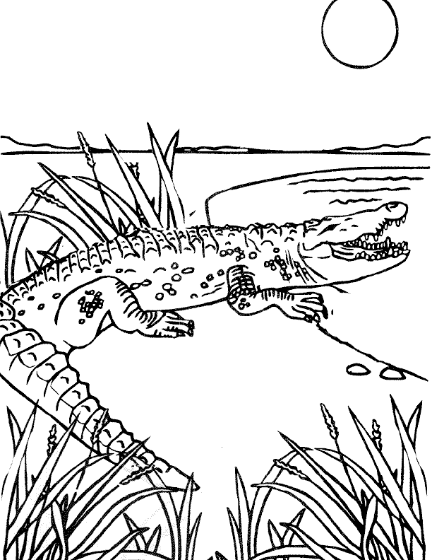 Alligator By Lake Coloring Page