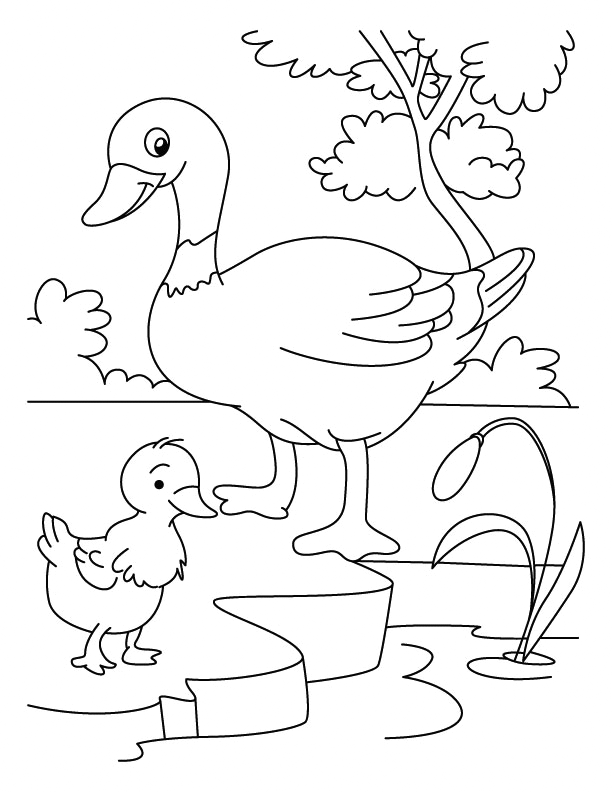 duck and duckling coloring pages