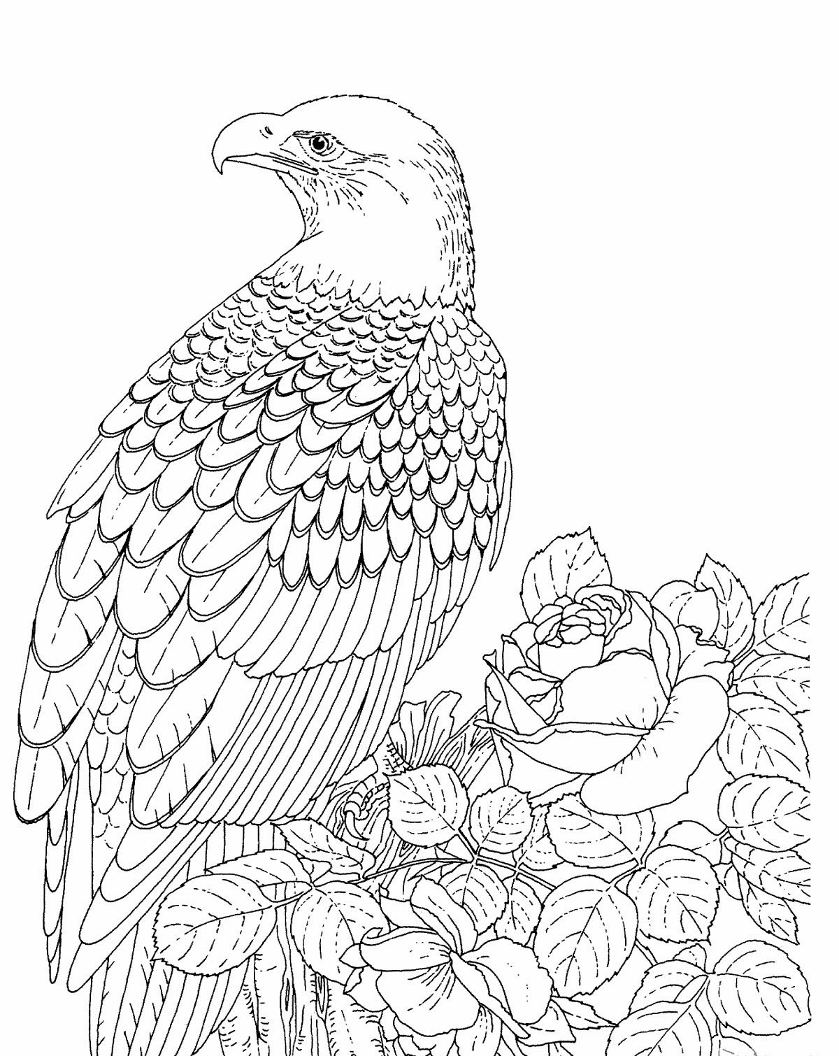 Download Free Printable Bald Eagle Coloring Pages For Kids