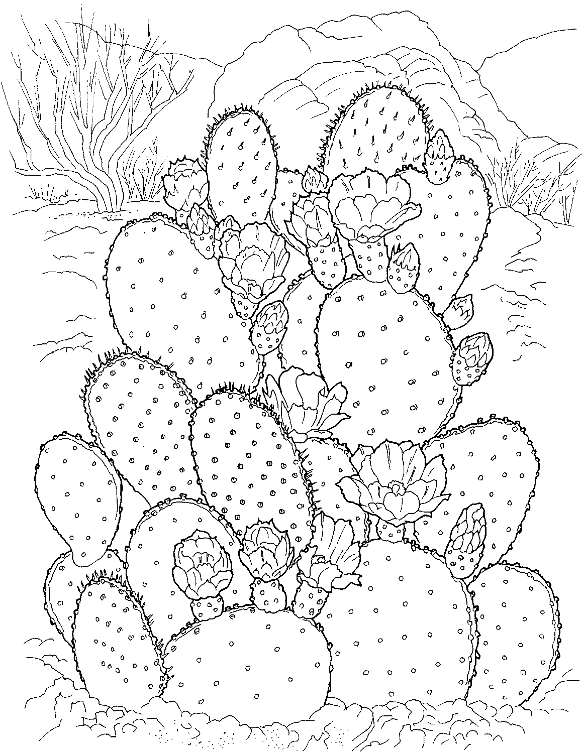 Printable Cactus Coloring Pages - 2023 Calendar Printable
