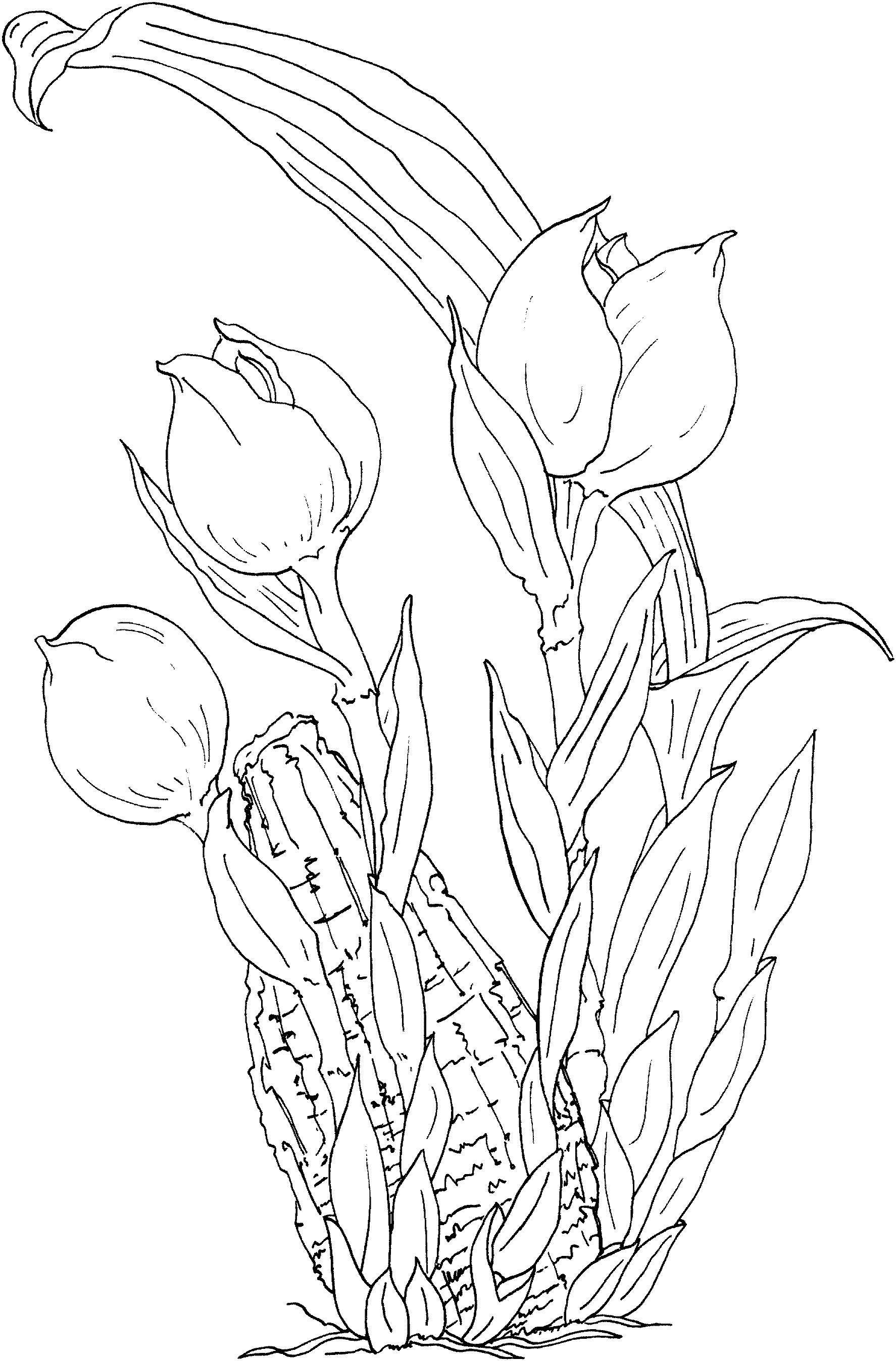 Tulips Flowers Coloring Pages Coloring Pages