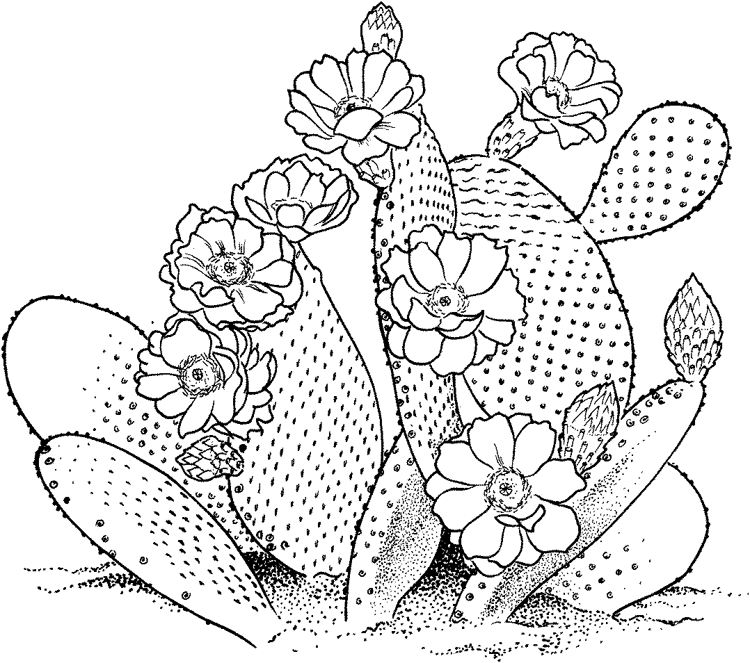 Free Printable Cactus Coloring Pages For Kids