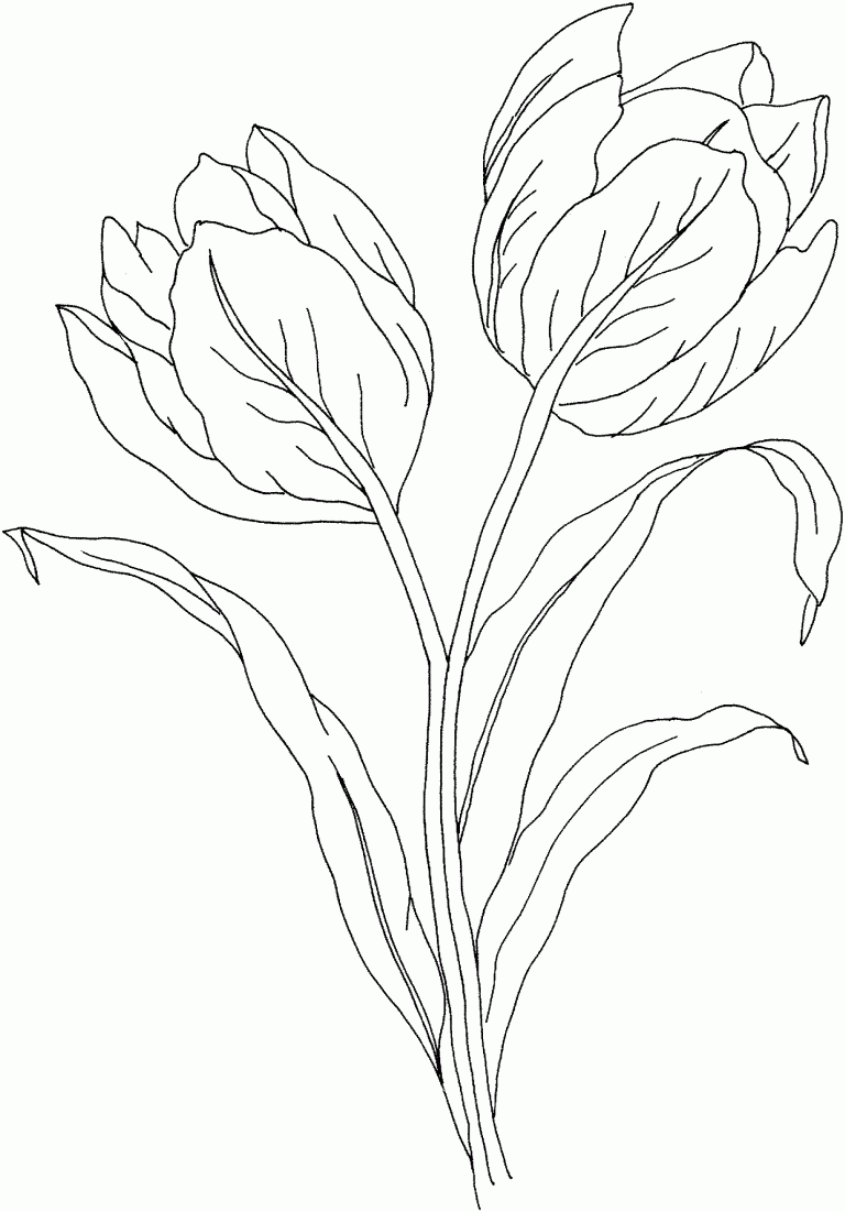 Free Printable Tulip Coloring Pages For Kids