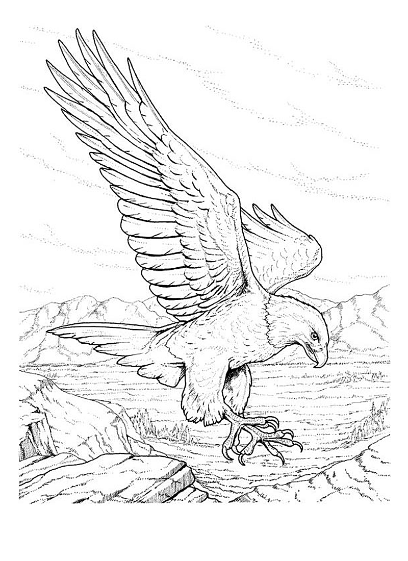 Female Bald Eagle Coloring Coloring Pages