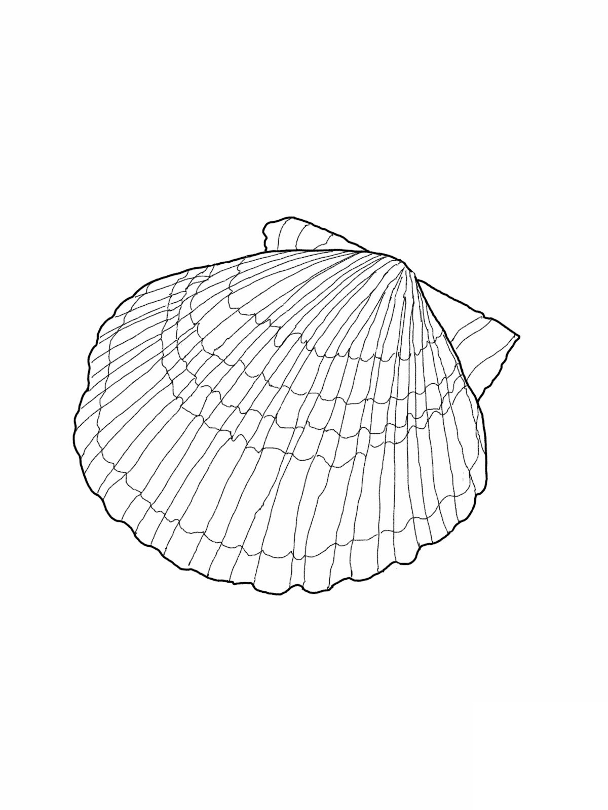coloring pages of seashells
