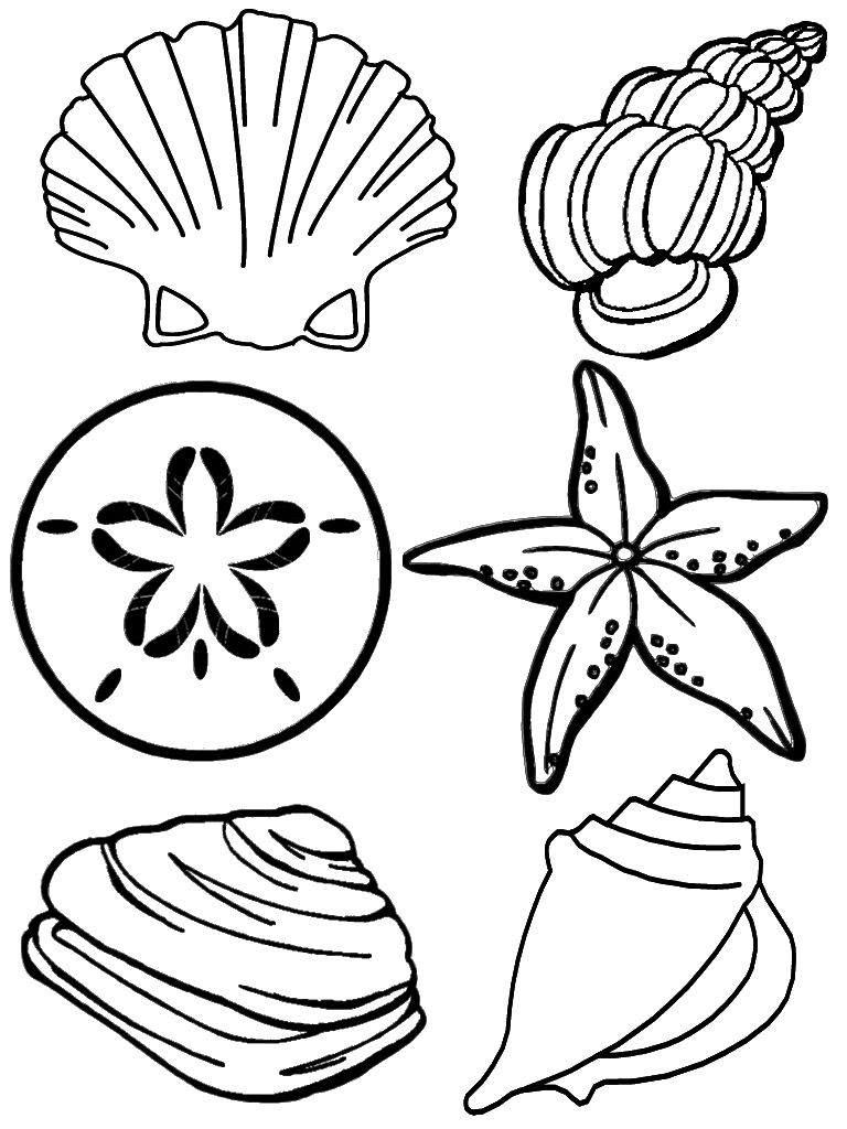 sea shell coloring page