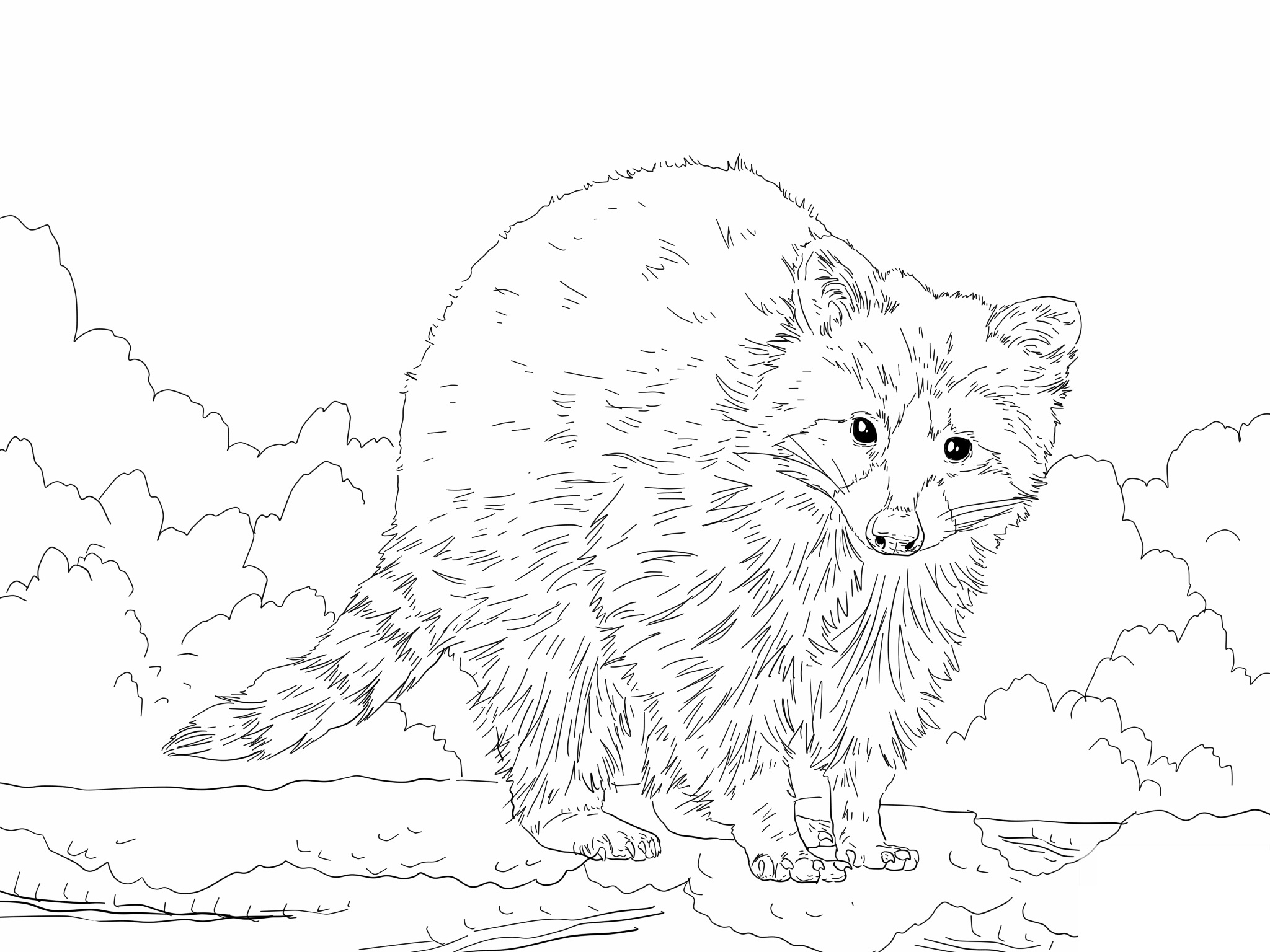 realistic raccoon coloring pages