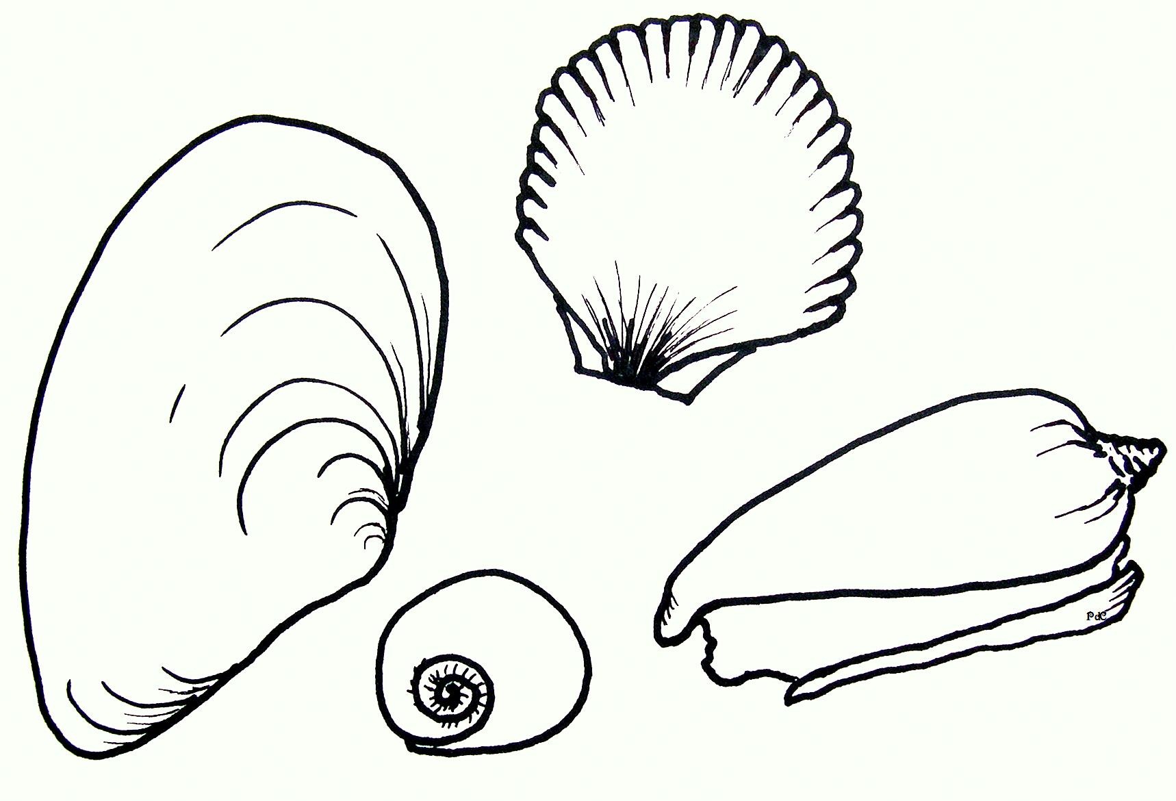 sea shells coloring pages