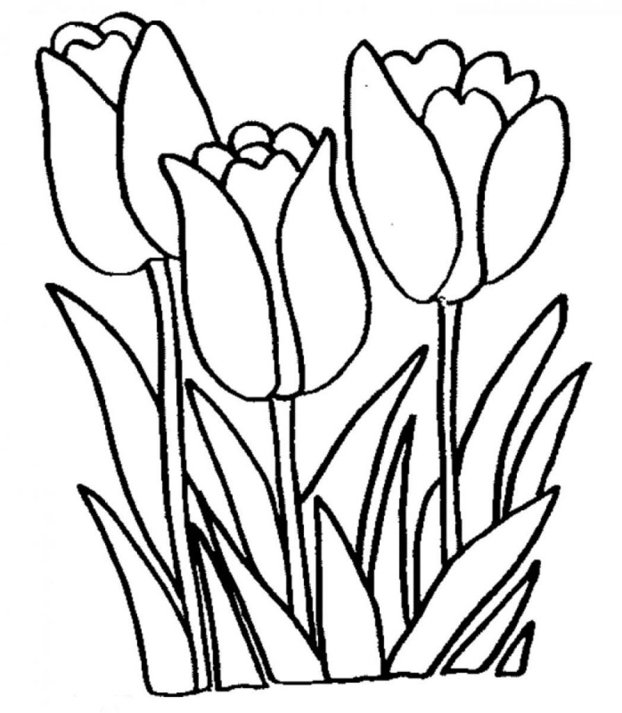 Free Printable Tulip Flower Template