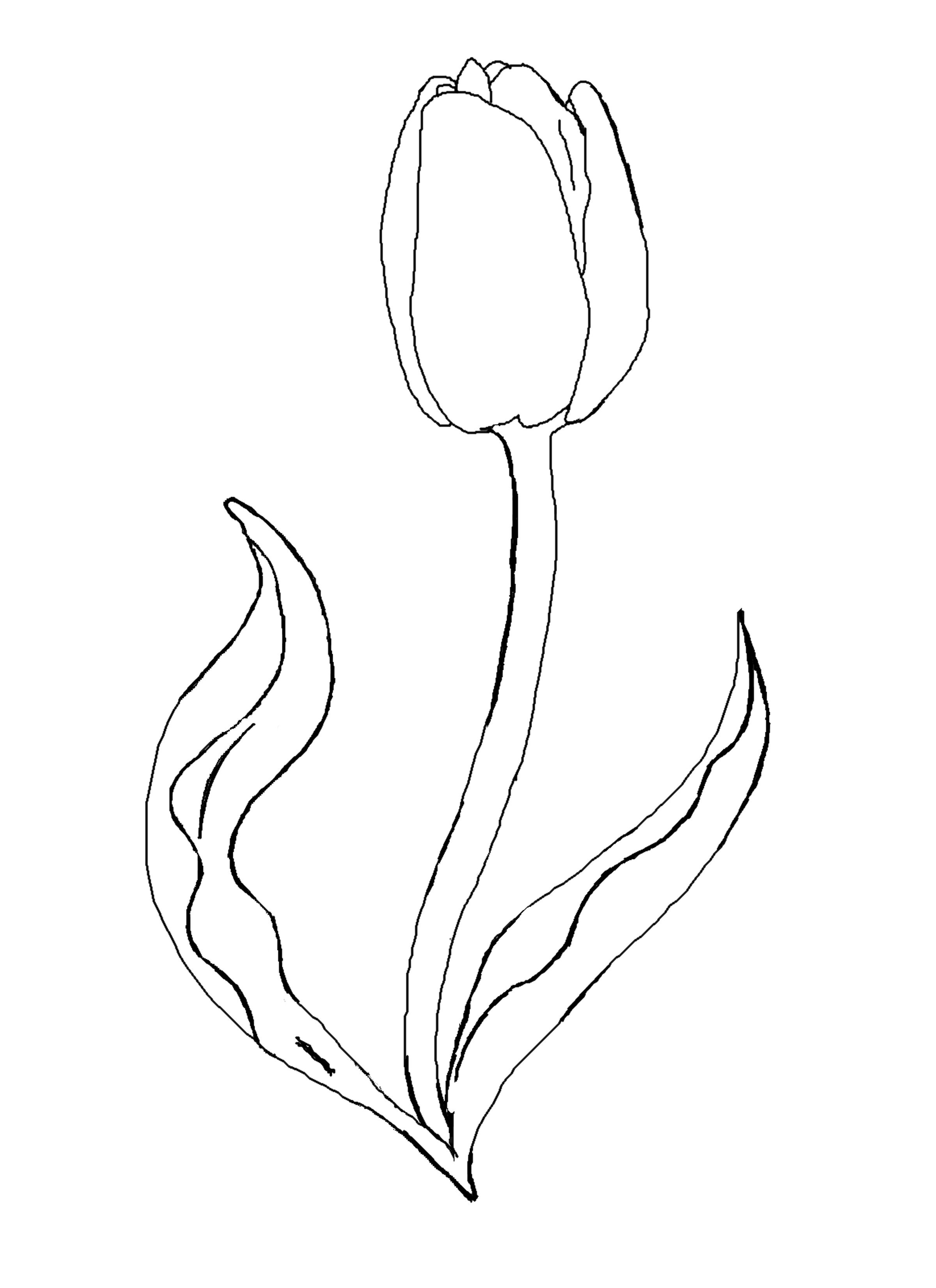 Download Free Printable Tulip Coloring Pages For Kids