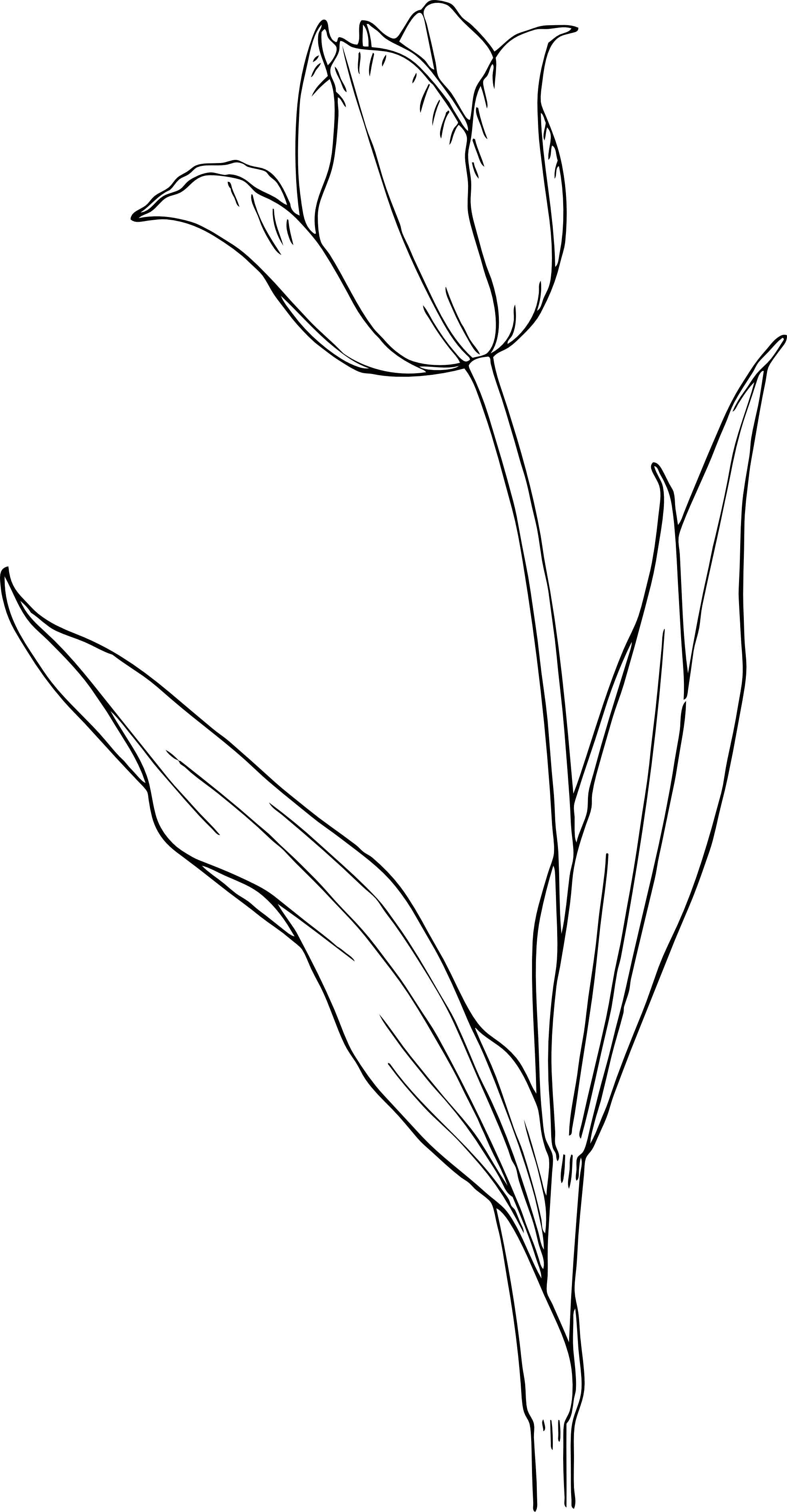 Easy Drawings Of Flowers ~ Free Printable Tulip Coloring Pages For Kids ...