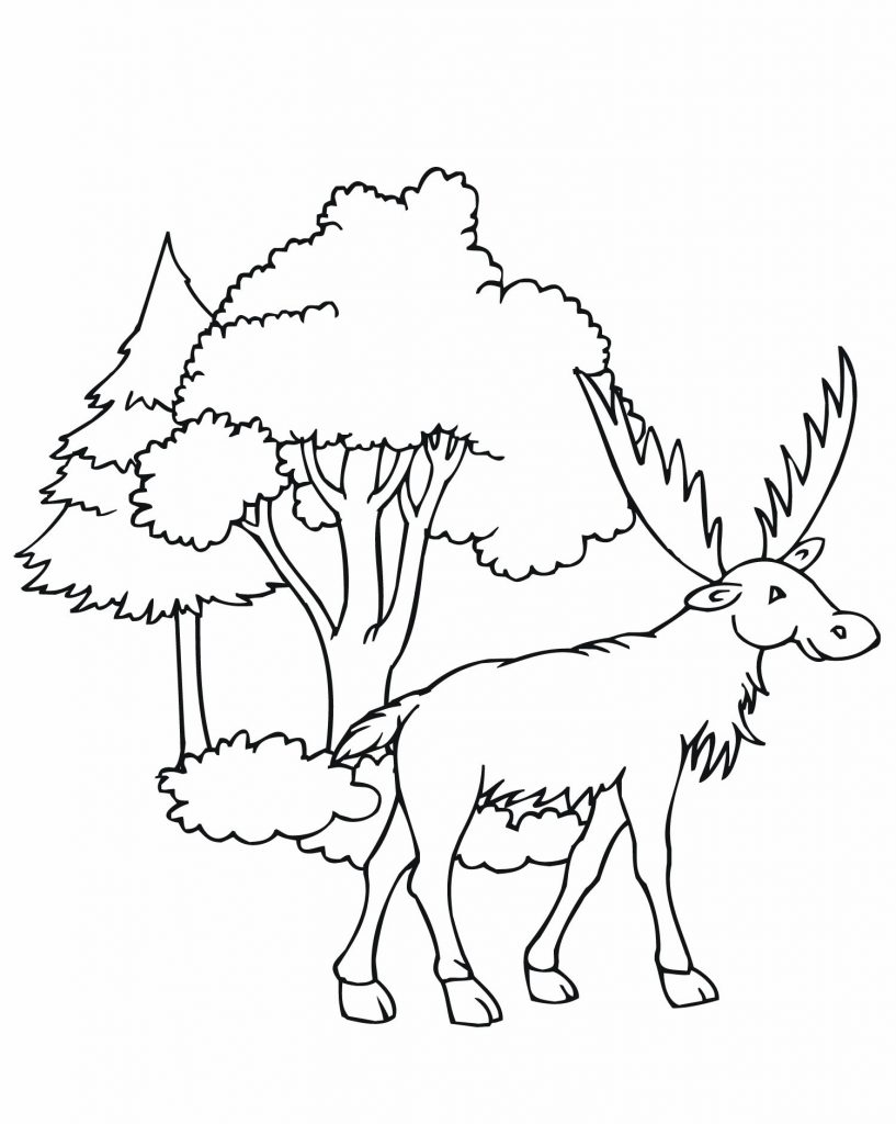 Coloring Pages of Moose