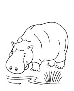 Free Printable Hippo Coloring Pages For Kids