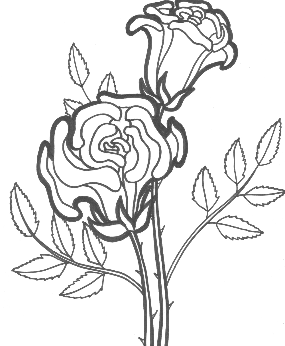 beautiful rose coloring pages