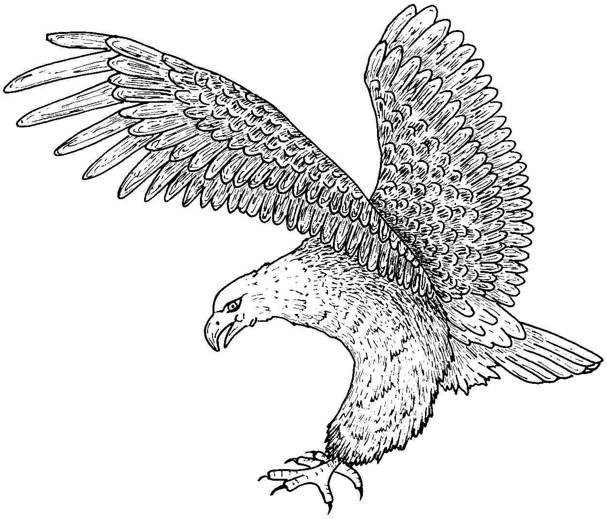 Free Printable Eagle Coloring Pages For Kids