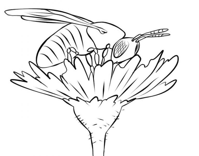 Free Printable Bee Coloring Pages For Kids