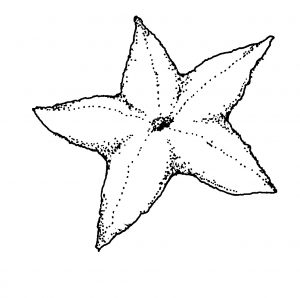 free printable starfish coloring pages for kids