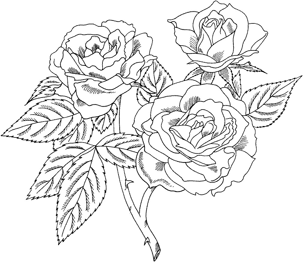 Printable Pictures Of Roses Printable Templates