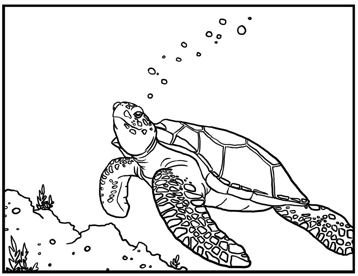 turtle coloring sea printable