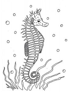 Free Printable Seahorse Coloring Pages For Kids