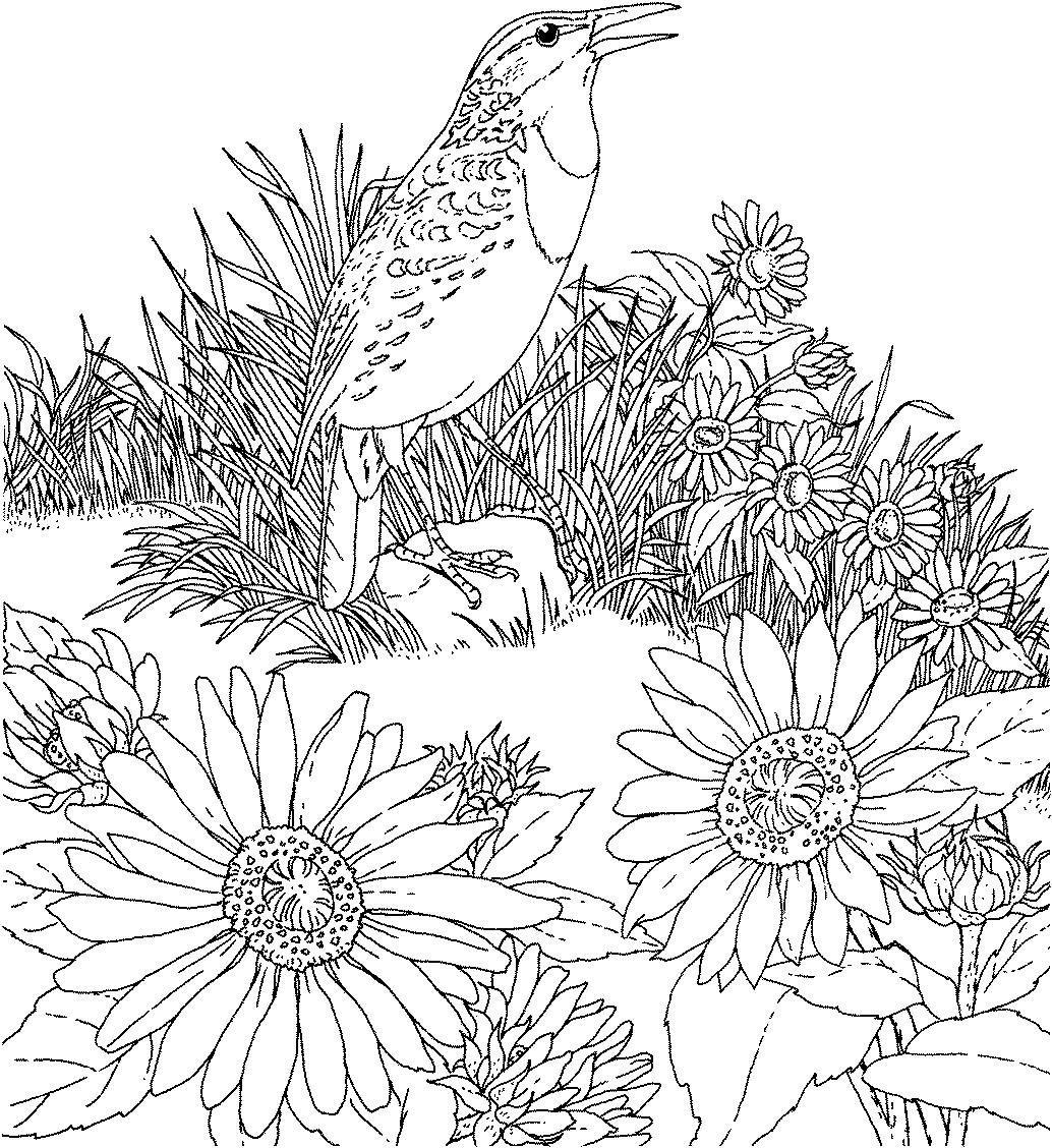 Download Free Printable Sunflower Coloring Pages For Kids