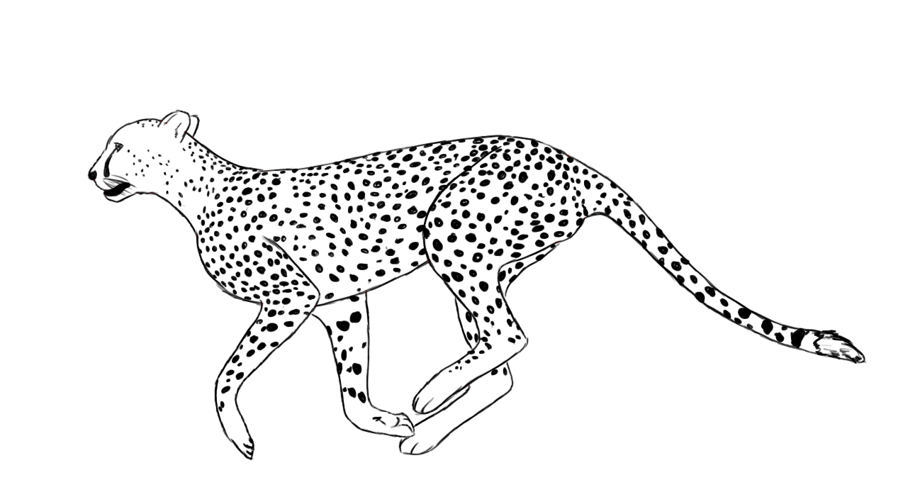 Cheetah Drawings For Kids