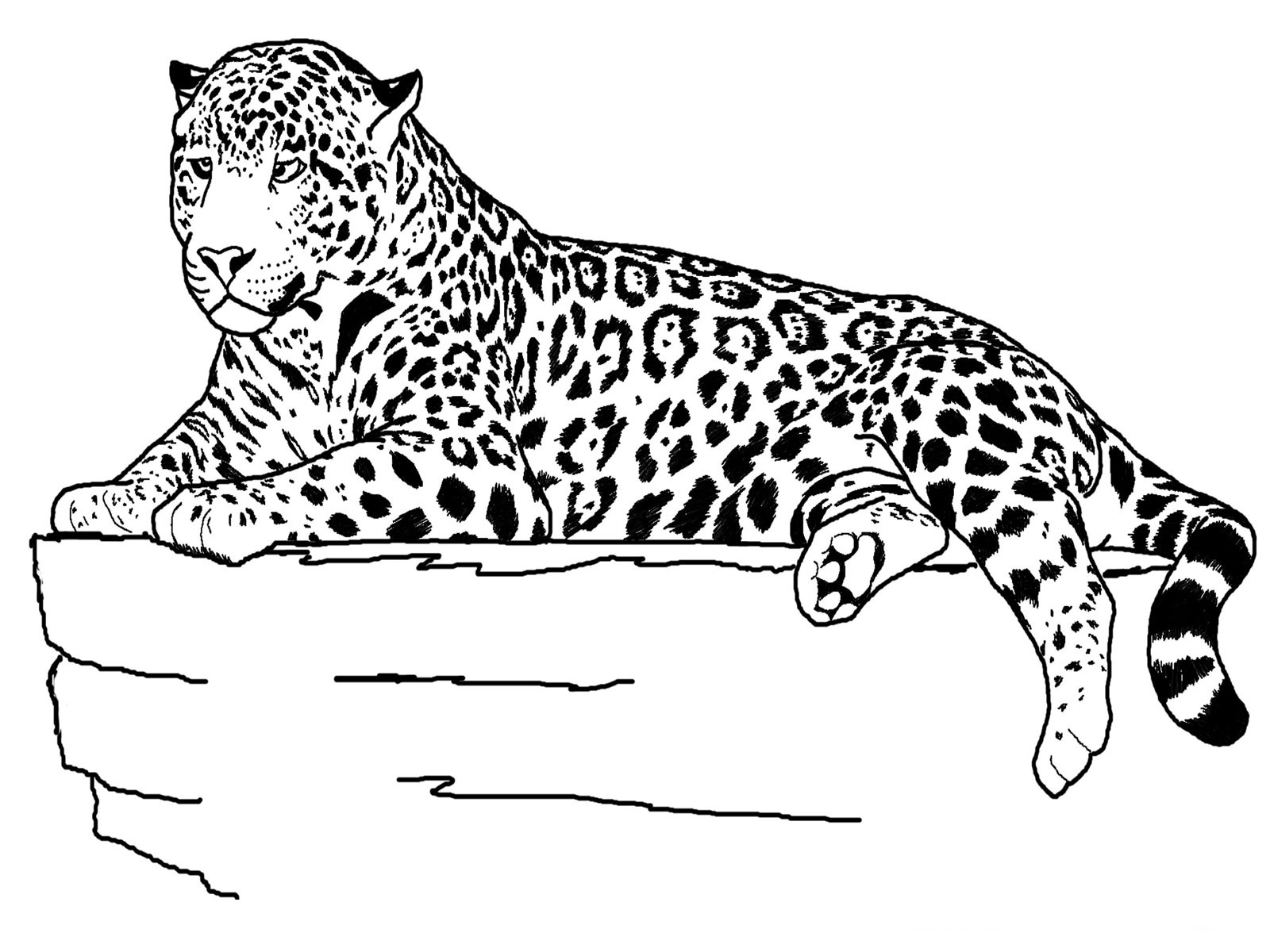realistic-cute-cheetah-drawing-cheetah-cat-baby-drawing-cute-drawings