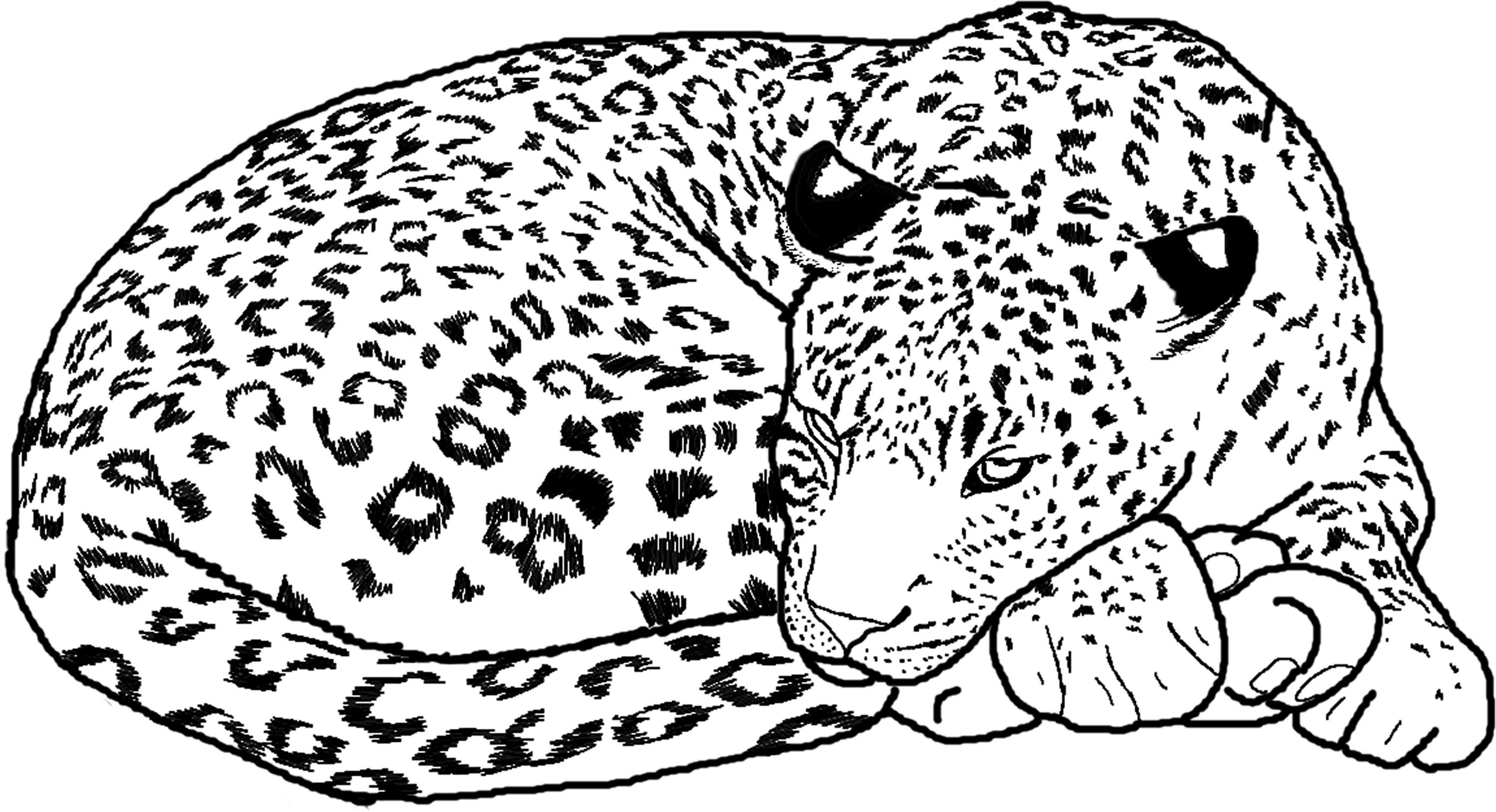 cute baby cheetah coloring pages