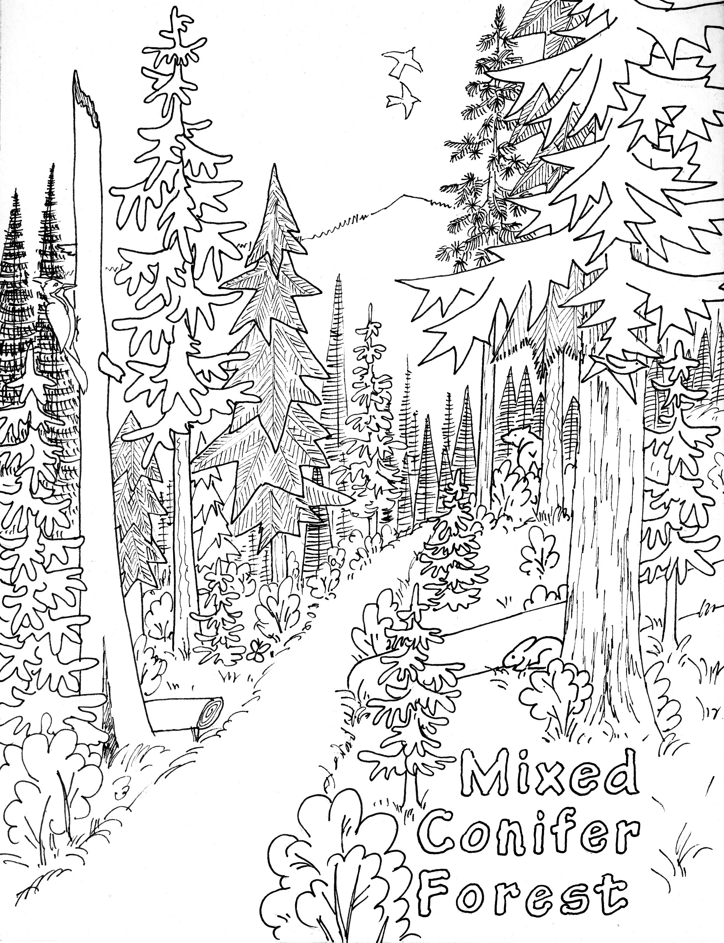 Jungle Background Coloring Page