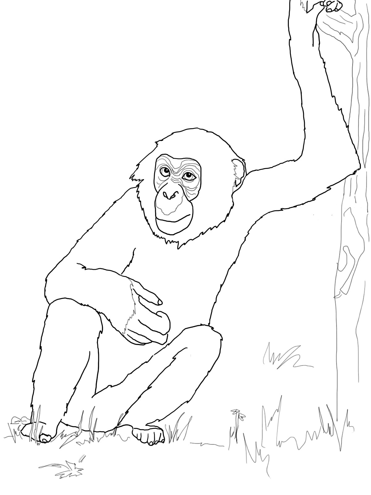 Обычная обезьяна разукрашка