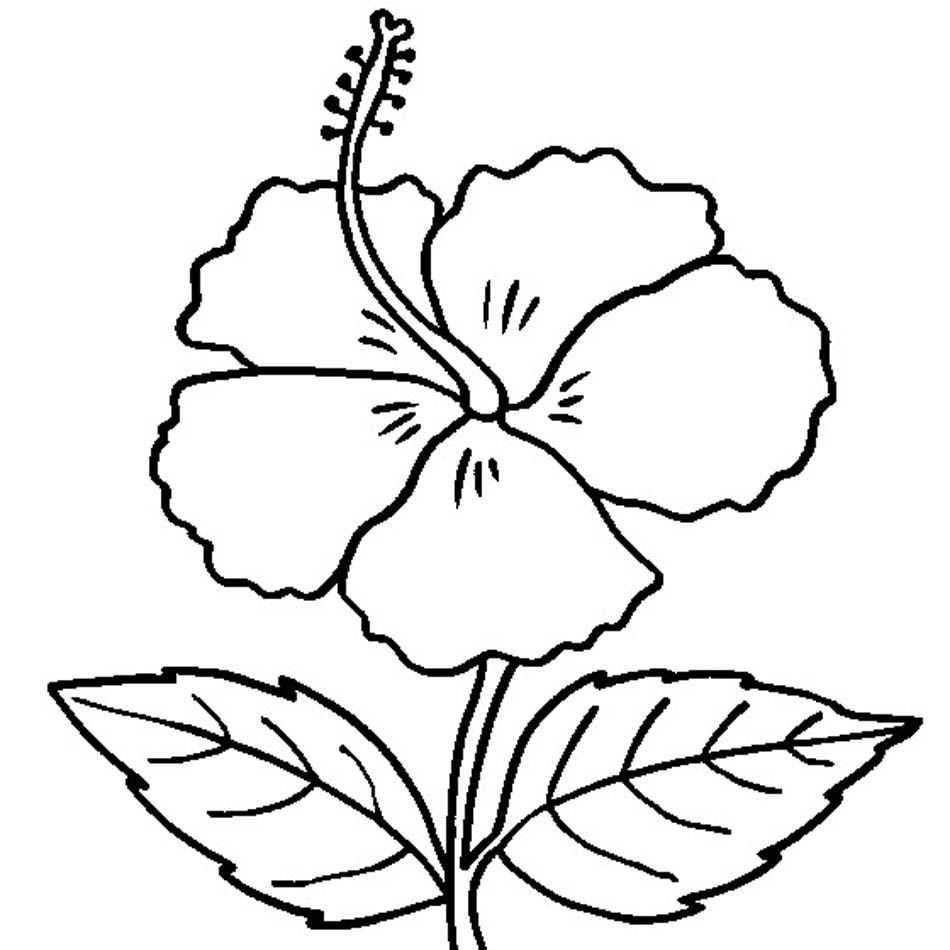 Hibiscus Coloring Pages
