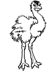 Free Printable Ostrich Coloring Pages For Kids