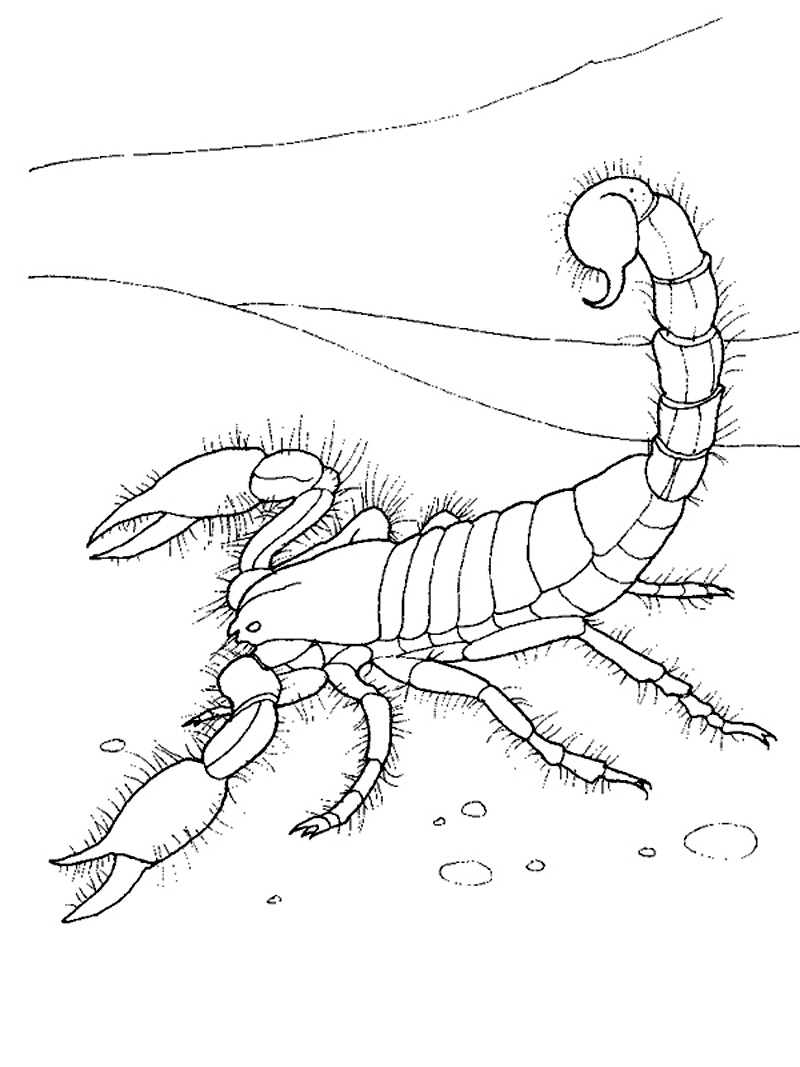 Scorpion Coloring Pages Kids Drawing Outline Printable Desert Tattoo ...