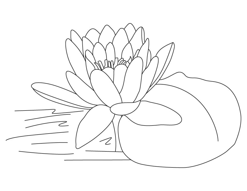 Free Printable Lotus Coloring Pages Coloring Pages