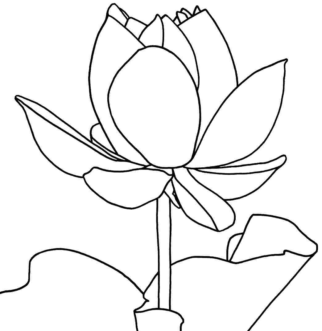 Lotus Coloring Pages Printable Coloring Pages