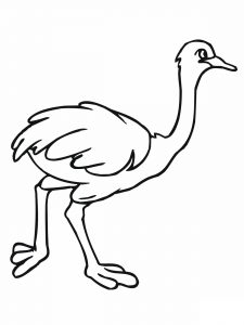 Free Printable Ostrich Coloring Pages For Kids