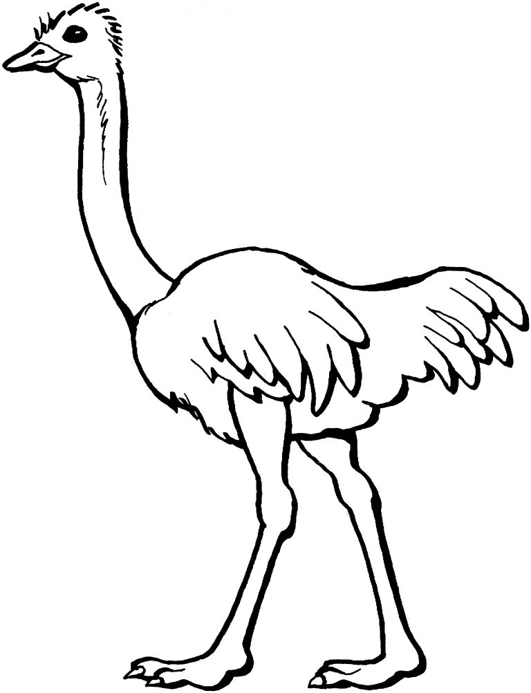 Free Printable Ostrich Coloring Pages For Kids